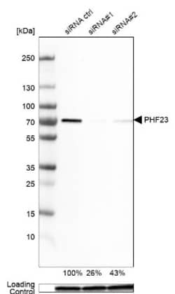 PHF23 Antibody, Novus Biologicals 0.1mL; Unlabeled:Antibodies, Polyclonal